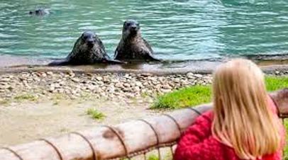 aqua zoo friesland zeehondjes