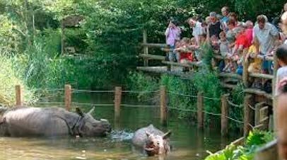 blijdorp dieren