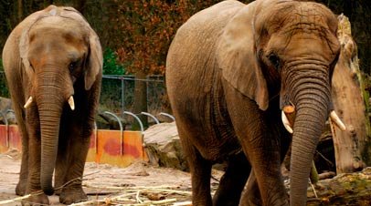 dierenpark olifanten