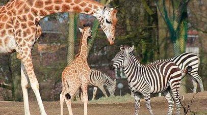 wildlands zoo emmen giraffen