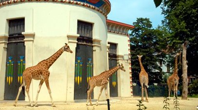 zoo antwerpen giraffen