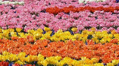 keukenhof bloemen